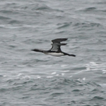 Black-throated Diver, Ardvule
