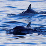 Bottle-nosed Dolphins, Sound of Barra