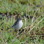 1st winter Citrine Wagtail