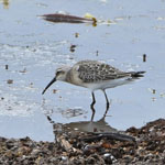 Curlew Sandpiper - South Uist