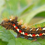 Knot Grass caterpillar