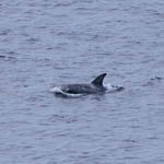 Risso's Dolphin, Tiumpan Head