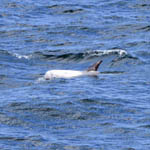 Risso's Dolphin, Outer Hebrides