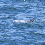 Risso's Dolphin, Western Isles