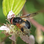 Volucella pellucens - Outer Hebrides Hoverflies