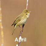 Bird Sightings Outer Hebrides April 2020