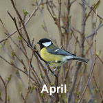 Bird Sightings Outer Hebrides April 2021