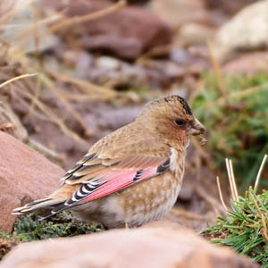Crimson-winged Finch, Morocco