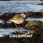 Bird sightings Outer Hebrides December 2020