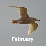 Bird sightings Outer Hebrides February 2020