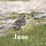 Bird sightings June 2019 Outer Hebrides