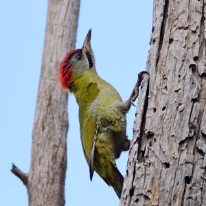 Levallaints Woodpecker, Morocco