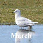 Bird sightings March 2019 Outer Hebrides