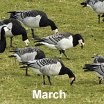 Bird Sightings Outer Hebrides March 2021