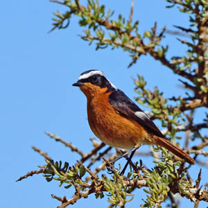Moussiers Redstart, Morocco