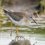 Bird sightings Outer Hebrides September 2020