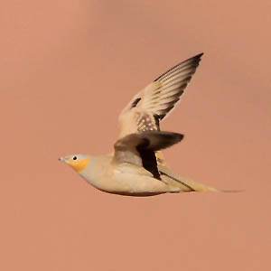 Spotted Sandgrouse, Morocco