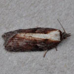 Acleris Hastiana - Outer Hebrides Micro Moths