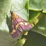 Pyrausta purpuralis