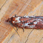 Acleris Hyemana