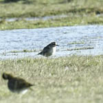 juvenile American Golden Plover