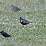 adult American Golden Plover, Liniclate