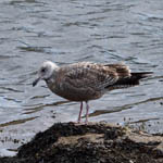 1st winter American Herring Gull, Barra