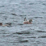 American Wigeon with female Wigeon