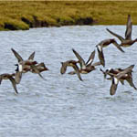 Amiercan Wigeon underwing