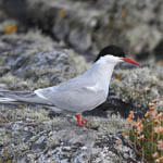 Arctic Tern, South Uist