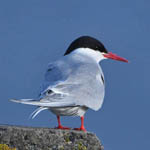Arctic Tern, Outer Hebrides