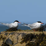 Arctic Tern and Common Tern