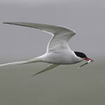 Arctic Tern, South Uist