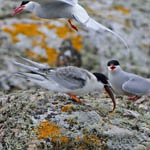 juvenile Arctic Tern