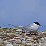 Arctic Tern, Balranald
