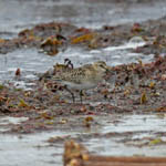 Baird's Sandpiper, Aird Mhicheil