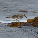 Baird's Sandpiper, Loch Paible