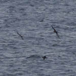 Balearic Shearwater, Outer Hebrides