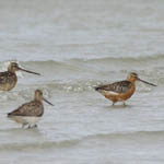 Bar-tailed Godwits, Outer Hebrides