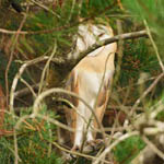 Barn Owl, North Uist