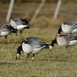 Barnacle Geese, North Uist