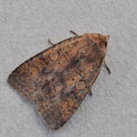 Barred Chestnut - Outer Hebrides Moths