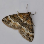 Barred Rivulet - Outer Hebrides Moths