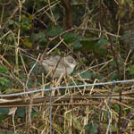 Barred Warbler, North Uist