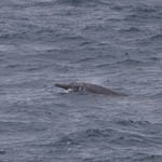 Beaked Whale Outer Hebrides