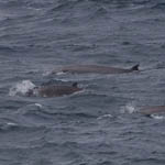 Beaked Whales - Sowerbys