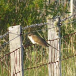 Black-billed Cuckoo, North Uist