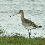 Black-tailed Godwit