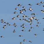Black-tailed Godwits, South Uist