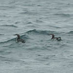 Black-throated Divers